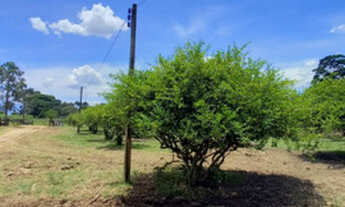 Imagem 5: Excelente sitio plano 18 ha 500 metros próximo ao asfalto oportunidade!