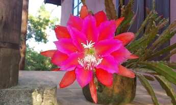 Imagem 3: Sítio com 2 casas excelente localização!