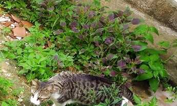 Imagem 5: Casa para alugar