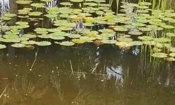 Imagem 7: FAZENDA 688 HECTARES MUNICÍPIO DE BRAGANAÇA PARÁ
