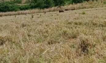 Imagem 2: Vendo sítio na região de Goiás velho preço muito bom