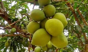 Imagem 2: Sítio 16 hectares , apenas 10 km de Montes Claros (saída Pirapora