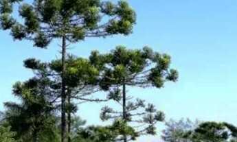 Imagem 5: Casa Duplex para Venda em Curitiba, Abranches, 3 dormitórios, 1 suíte, 3 banheiros, 2 vaga