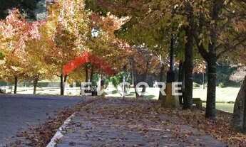 Imagem 6: Lote em Estrada Serra Velha - São Bernardo - São Francisco de Paula/RS