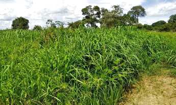 Imagem 4: Imóvel para venda possui 2807200 metros quadrados com 3 quartos em Zona Rural - Jussara