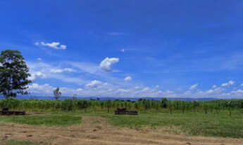 Imagem 2: Excelente sitio plano 18 ha 500 metros próximo ao asfalto oportunidade!