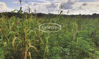 Imagem 4: Fazenda no Pará - Igarapé-Açu - 425 ha (88 alq