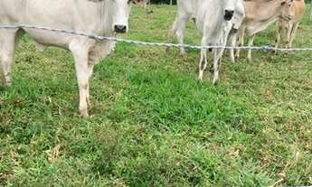 Imagem 2: Chácara em Avelinópolis