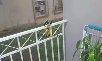 Imagem 7: Pinhais - Apartamento - centro