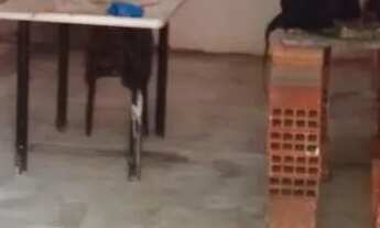 Imagem 5: Casa pra alugar Casa com 1 dormitório