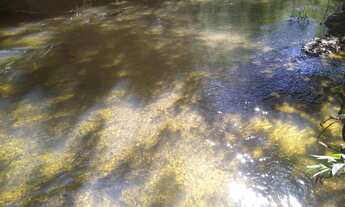 Imagem 3: PREÇO DE BANANA: SITIO DE 12HECTARES COM MUITA AGUA EM PATROCÍNIO!!