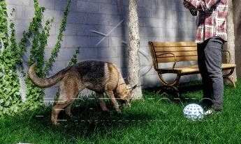 Imagem 5: CASA EM CONDOMINIO 3 QUARTOS RESIDENCIAL GARDEN HOUSES