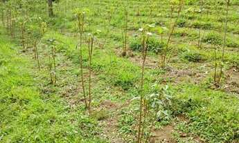 Imagem 3: Linda Chacara em São Paulo mais de 12.000 metros