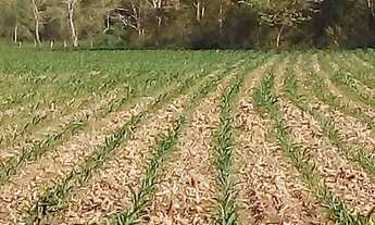 Imagem 2: Arrendo pasto Fazenda / sítio com aluguel por R$2.000 /mês