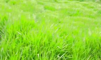 Imagem 6: Fazenda em Manoel urbano com 100 cabeça de gado