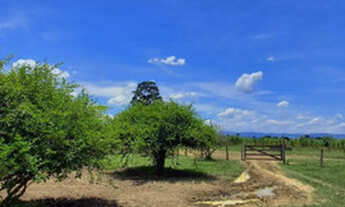 Imagem 4: Excelente sitio plano 18 ha 500 metros próximo ao asfalto oportunidade!