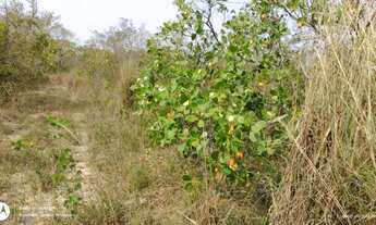 Imagem 7: Chácara venda 5Ha São Gerônimo
