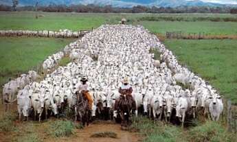 Imagem 3: Rondolandia-MT.Fazenda TOP com 149.132 Hectares.Porteira Fechada Aptidão:Pecuária