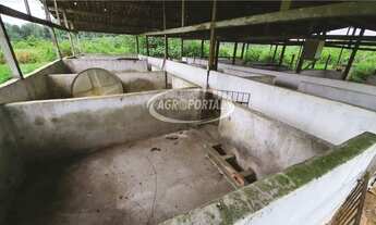 Imagem 2: Fazenda no Pará - Acará - 42 ha (8 alq