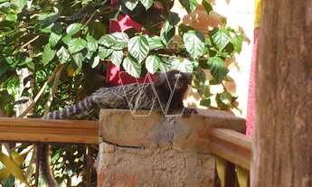 Imagem 5: Terreno - Joaquim Egídio - Campinas