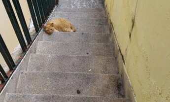 Imagem 5: Casa de 4 côm, sem fiador e depósito, perto do trevo da av interlagos com a av Sabará