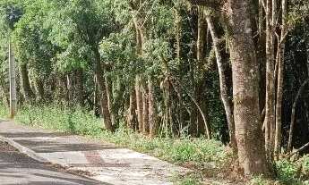 Imagem 4: Area 46 mil metros Terreno Industrial Campina Gde do Sul 1km da BR116 PermutaxPraia