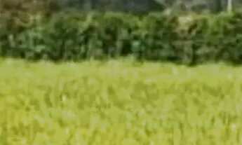 Imagem: Terrenos na cidade de Ibiúna - SP