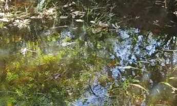 Imagem 3: Chácara DF 001 Km 100 - Alexandre Gusmão - Brazlândia