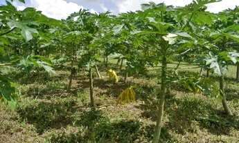 Imagem 6: A,Moura gestor Imobiliário-Vende 1 Belíssima Chacara 37ha Documentada em Vigia de Nazaré