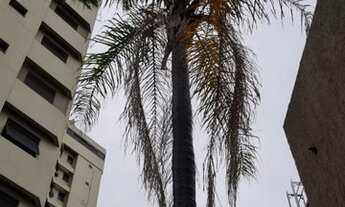 Imagem 4: SÃO PAULO - Loja/Salao - JARDIM PAULISTA