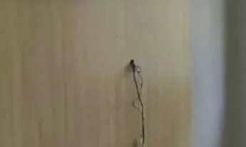 Imagem 7: Morada Do Sol | 2 Dorm sendo 1 suite | Palm Beach| Modulados e climatizado