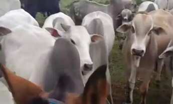 Imagem 3: Fazendas no vale do Paraíba em São José dos Campos