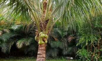 Imagem 6: CASA EM PIABETÁ