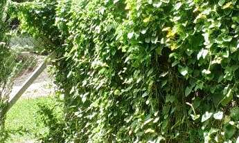 Imagem 5: Chácara em Olhos dÁgua Campina Grande do Sul