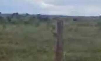 Imagem 5: Fazenda de arrendamento 1.500hec em Itiquira MT