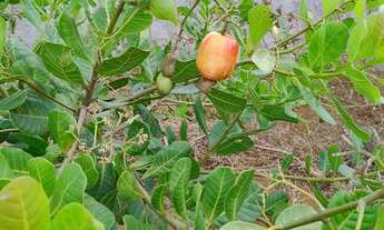 Imagem 7: TERRENO, VENDO OU TROCO NUM VEíCULO DE PASSEIO