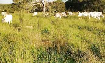 Imagem 5: Fazenda 180 hectares
