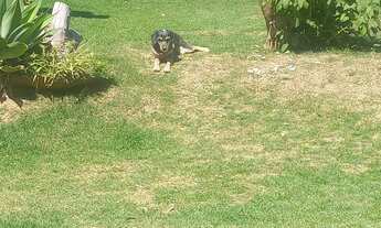 Imagem: Procuro chácara/sitio para alugar mensal