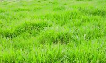 Imagem: Fazenda em Manoel urbano com 100 cabeça