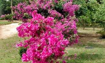 Imagem 2: Chácara à venda por R$ 700.000,00 - Condomínio Ninho Verde II - Pardinho/SP