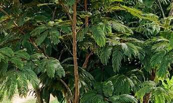 Imagem 6: VENDE SE OU ALUGA SE CHÁCARA