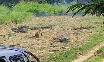 Imagem 7: VENDE SE OU ALUGA SE CHÁCARA