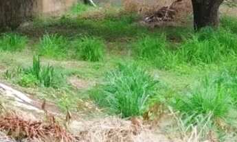 Imagem 3: Terreno na Av. Princesa Isabel, Jardim Floresta - Leia anúncio