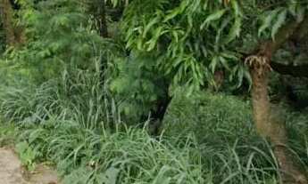 Imagem 3: Chácara - Jardim Califórnia