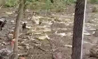 Imagem 3: Vende-se chácara de 04 alqueires