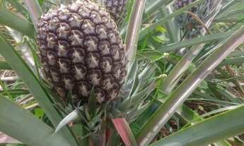 Imagem 3: Chácara em Bonfinópolis