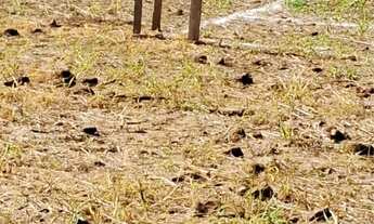 Imagem 6: Terreno Amplo à Venda - Aceito Proposta