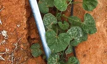 Imagem 6: Venda-se está propriedade de 4,1355 hectares 41.399 M²no interior do Município de Atílio V