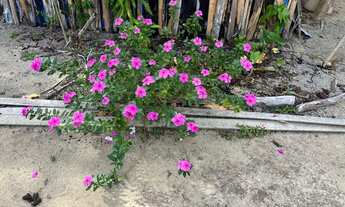 Imagem 5: SÍTIO 7 HECTARES PRÓXIMO A PRESIDENTE FIGUEIREDO - KM 82 - AREA FERTIL - OTIMA PRODUÇÃO