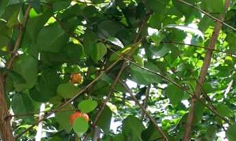 Imagem 4: Vendo essa casa Casa com 1 dormitório